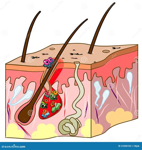 The Biologia De La Piel