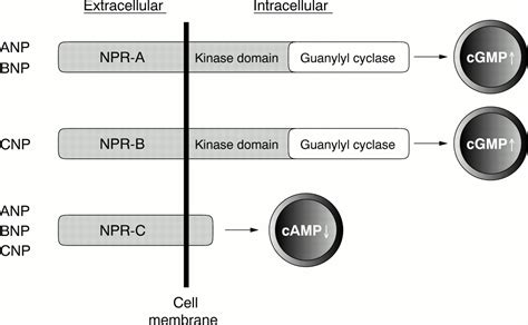 The atrial natriuretic peptide regulates the production of inflammatory ...