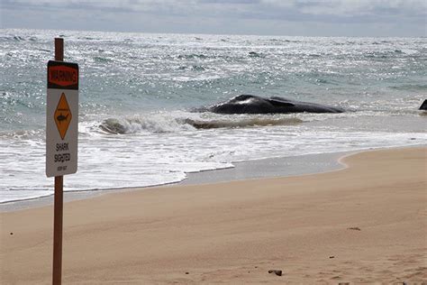 Sperm Whale Carcass Washes Up On Kauai Beach Honolulu Star Advertiser