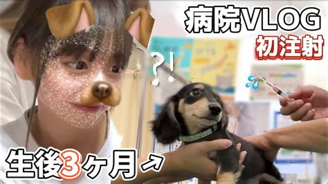 【vlog】生後3ヶ月の子犬初めての病院そして注射 反応が可愛すぎた 動物（犬・猫 他色々）【まとめ動画】