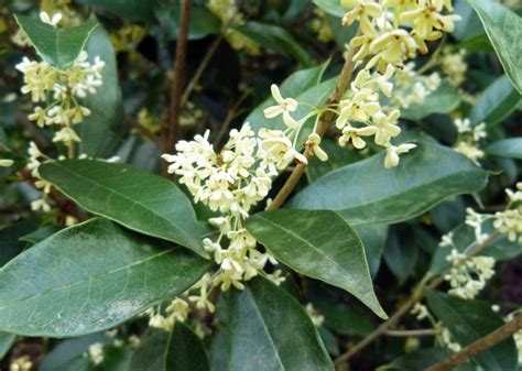 Osmanthus Fragrans Kiefer Nursery Trees Shrubs Perennials