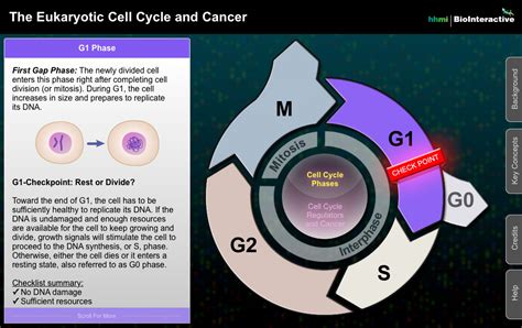 The Eukaryotic Cell Cycle and Cancer – Astronaut 3 Media Group