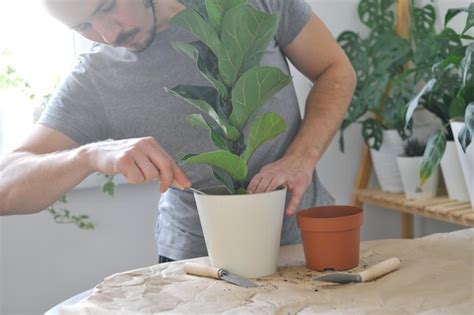 Transplante De Plantas Caseiras Um Homem Envasando Uma Planta De