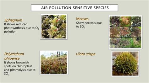 Bryophytes As Air And Water Pollution Indicators Ppt