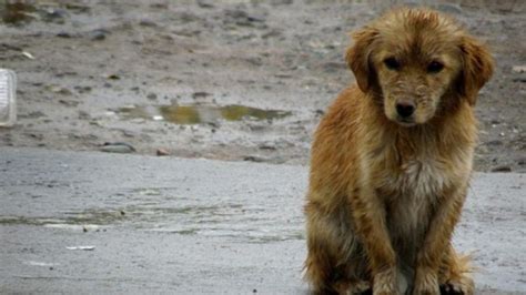 Día del Perro Callejero: ¿Cómo denunciar maltrato animal y dónde ayudar?