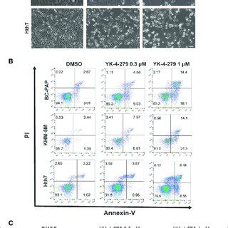 Yk Induces Cell Apoptosis In Thyroid Cancer Cells Thyroid