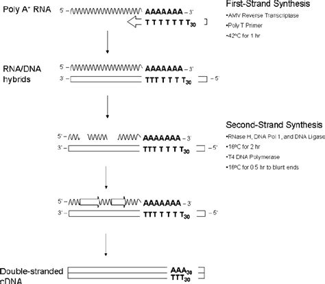 Schematic of cDNA synthesis from single-strand poly-A messenger RNA. | Download Scientific Diagram