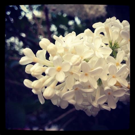 Сирень | Flowers, Plants