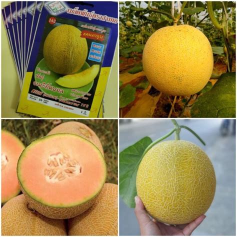 25H - Dưa lưới vỏ vàng siêu ngọt F1 Thái Lan | Shopee Việt Nam