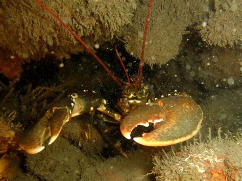 Lobster: Ultimate Guide to the Crustacean - Ocean Info