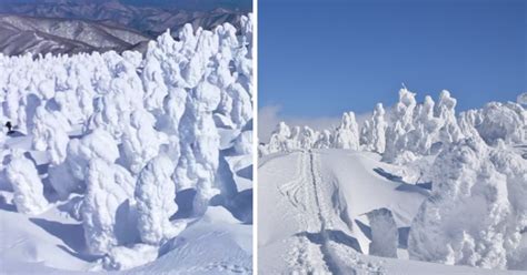 Juhyos: Japan’s ‘Snow Monsters’ Appear On Mount Zao Again