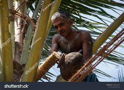 Toddy Tapper Wadduwa Sri Lanka Coconut Stock Photo 1564552915 ...