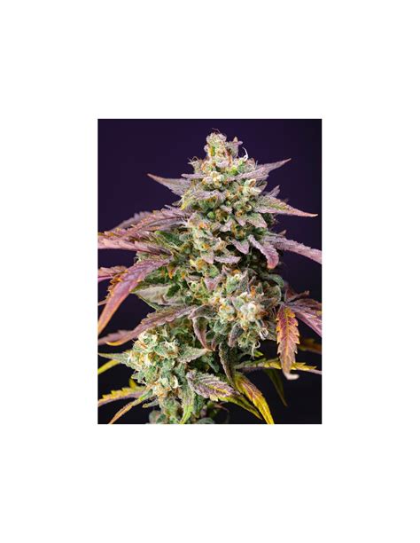 Purple Punch Og Xl Auto® X31 Sweet Seeds