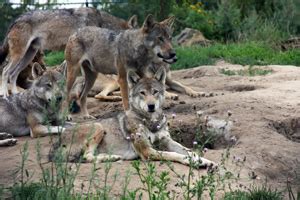 6 Reasons We Should Kill Wolves - Petersen's Hunting