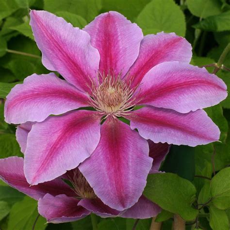 Купить семена Клематис Clématis Bees Jubilee в Москве: доставка семян ...