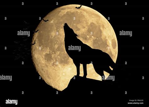 The wolf howling at the full moon Stock Photo - Alamy