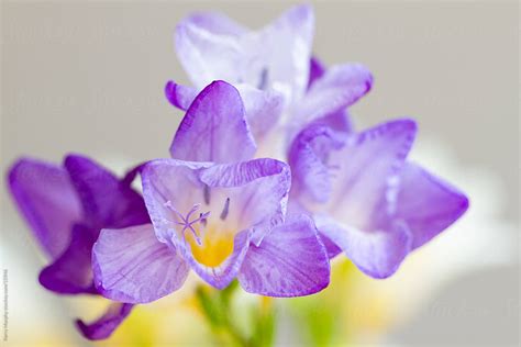 «Macro Of Purple Flowers» del colaborador de Stocksy «Kerry Murphy» - Stocksy