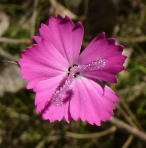 Dianthus Carthusianorum L Karth User Nelke Ngid Flickr