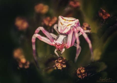 Pink crab spider – Artofit