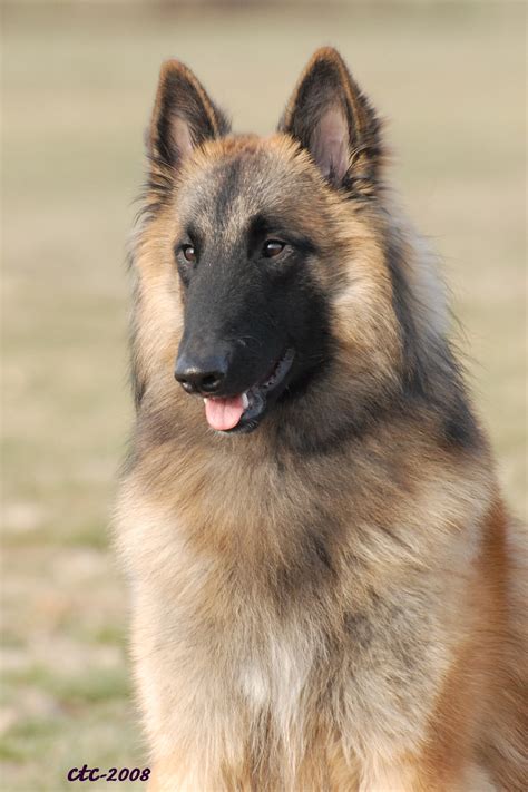 images  belgian tervuren  pinterest belgian tervuren belgian shepherd