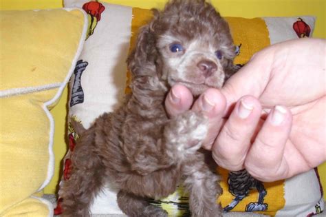 Poodle Puppies For Sale - AKC PuppyFinder