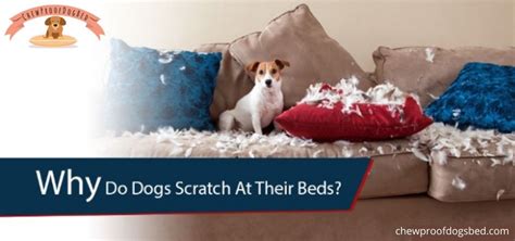 Why Do Dog Scratch their Beds? Factors Involved in Scratching Behavior