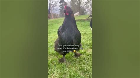 Funny Chicken Shorts Youtube