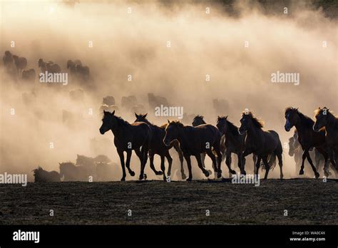 Inner Mongolia grassland horses Stock Photo - Alamy