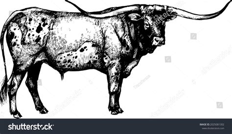 Longhorn Cow Bull Graphic Vector Illustration Stock Vector (Royalty ...