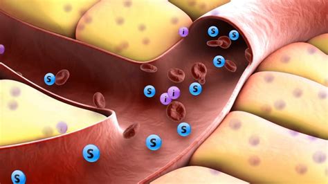 How Insulin Works Youtube