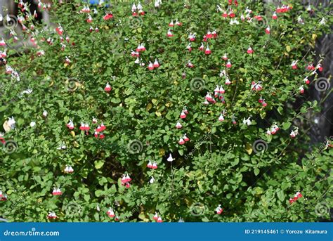 Hot Lips Sage Salvia Microphylla Stock Image Image Of Botanical Garden 219145461