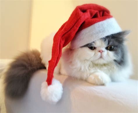 Christmas Cat Not Too Happy About The Hat Christmas