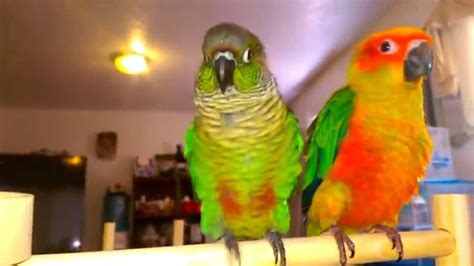 Sun Conure And Green Cheek Conure Meet For First T Youtube