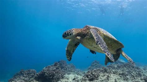 Oahu: Honolulu Turtle Canyon Snorkeling Tour | GetYourGuide