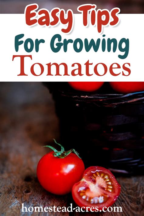 How To Grow Tomatoes Ultimate Beginners Guide Homestead Acres