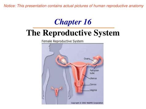 PPT Chapter 16 The Reproductive System PowerPoint Presentation Free