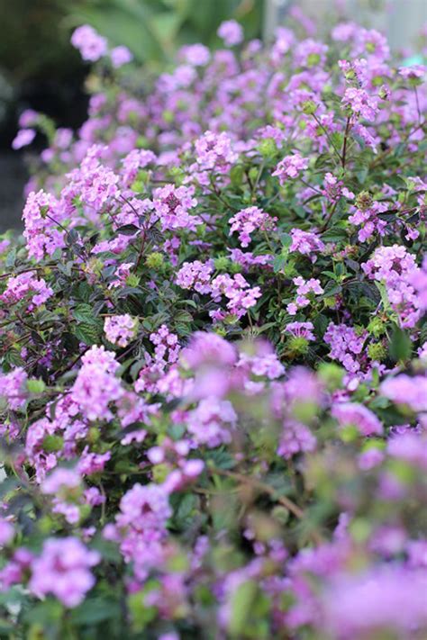 Lantana montevidensis (Purple) - Devil Mountain Wholesale Nursery