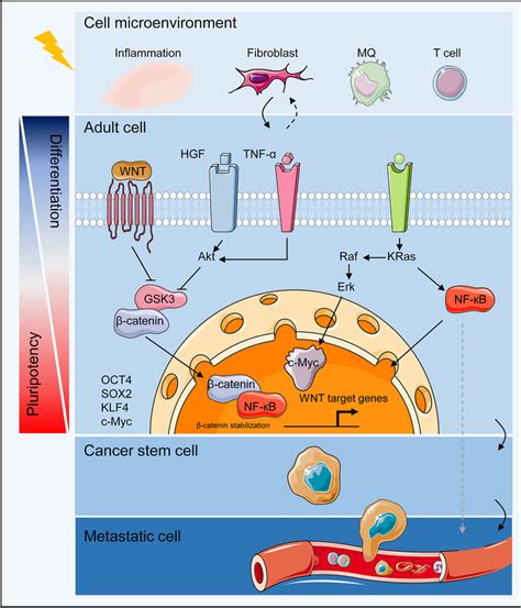 Adult Stem Cell Reprogramming Tissue Adult Stem Cells Are Usually