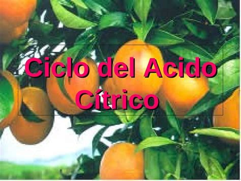 Pdf Ciclo Del Acido Citrico Dokumen Tips