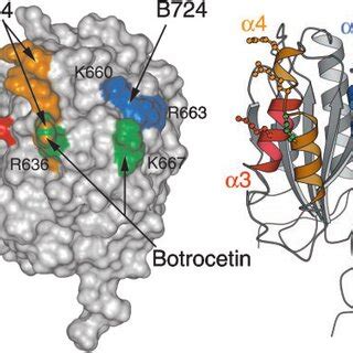 Ligand Binding Sites On The VWF A1 Domain On The Left Is A Surface