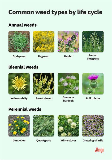 Common Lawn Weeds In Northern Virginia: Identification Tips, 50% OFF