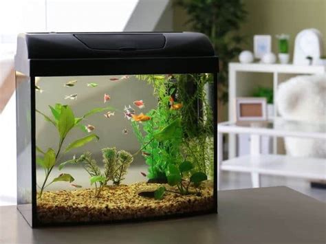 100 Gallon Fish Tanks Reviewed Best 4 Fishkeeping World