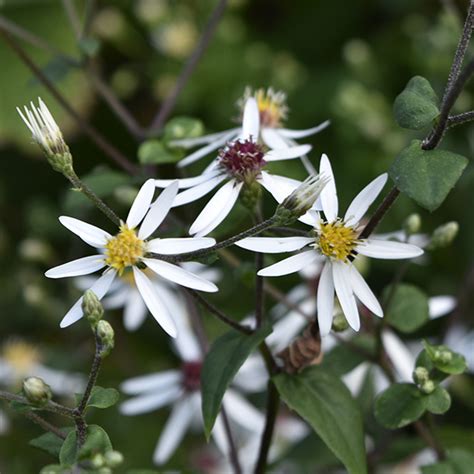 Eurybia divaricata (white wood aster) - Lurie Garden