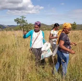 Quem são os coletores de sementes e grama que protegem o Cerrado