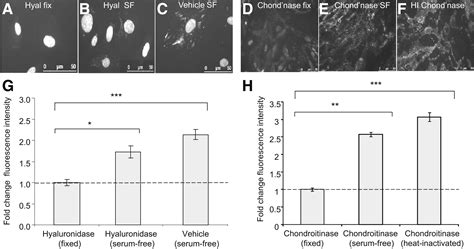 Glycosaminoglycan Regulation By Vegfa And Vegfc Of The Glomerular