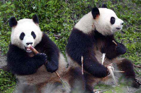 Giant Panda Behavior - Animal Sake