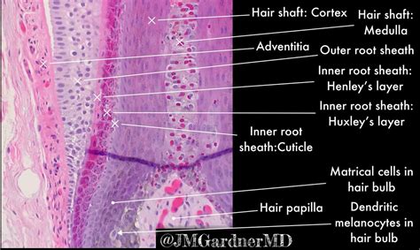 RT @JMGardnerMD: Hair follicle #histology in root/bulb zone. So many ...