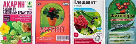 Паутинный клещ на огурцах в теплице и открытом грунте: меры борьбы ...