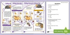 Ks How To Look After A Lizard Differentiated Reading Comprehension