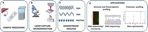 Laser Capture Microdissection (LCM) Services - Creative Bioarray 